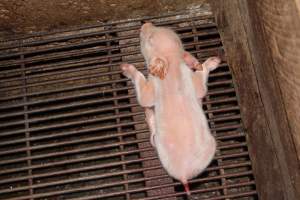 Piglet with injured legs - Australian pig farming - Captured at Strathvean Piggery, Tarcutta NSW Australia.