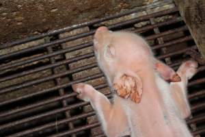 Piglet with injured legs - Australian pig farming - Captured at Strathvean Piggery, Tarcutta NSW Australia.