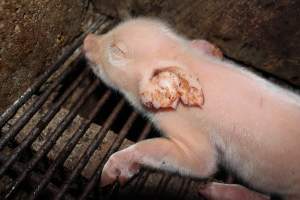 Piglet with injured legs - Australian pig farming - Captured at Strathvean Piggery, Tarcutta NSW Australia.