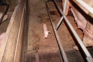 Farrowing crates at Strathvean Piggery NSW - Australian pig farming - Captured at Strathvean Piggery, Tarcutta NSW Australia.