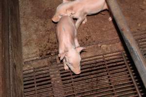 Farrowing crates at Strathvean Piggery NSW - Australian pig farming - Captured at Strathvean Piggery, Tarcutta NSW Australia.