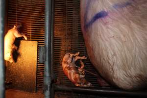 Farrowing crates at Strathvean Piggery NSW - Australian pig farming - Captured at Strathvean Piggery, Tarcutta NSW Australia.