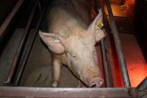 Farrowing crates at Strathvean Piggery NSW - Australian pig farming - Captured at Strathvean Piggery, Tarcutta NSW Australia.