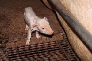 Farrowing crates at Strathvean Piggery NSW - Australian pig farming - Captured at Strathvean Piggery, Tarcutta NSW Australia.