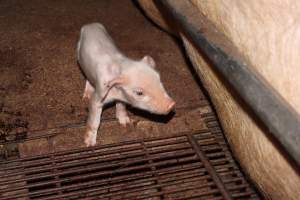 Farrowing crates at Strathvean Piggery NSW - Australian pig farming - Captured at Strathvean Piggery, Tarcutta NSW Australia.