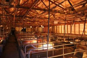 Looking across farrowing shed - Australian pig farming - Captured at Strathvean Piggery, Tarcutta NSW Australia.