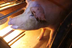 Farrowing crates at Strathvean Piggery NSW - Australian pig farming - Captured at Strathvean Piggery, Tarcutta NSW Australia.