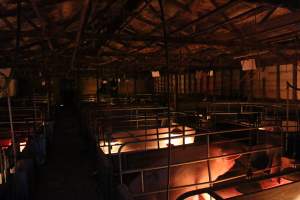 Farrowing crates at Strathvean Piggery NSW - Australian pig farming - Captured at Strathvean Piggery, Tarcutta NSW Australia.