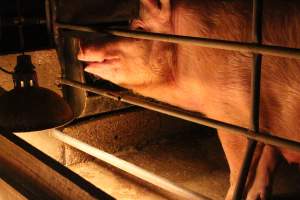 Farrowing crates at Strathvean Piggery NSW - Australian pig farming - Captured at Strathvean Piggery, Tarcutta NSW Australia.