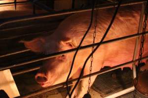 Farrowing crates at Strathvean Piggery NSW - Australian pig farming - Captured at Strathvean Piggery, Tarcutta NSW Australia.