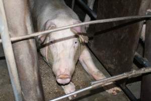 Sow stalls at Strathvean Piggery NSW - Australian pig farming - Captured at Strathvean Piggery, Tarcutta NSW Australia.