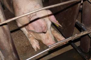 Sow stalls at Strathvean Piggery NSW - Australian pig farming - Captured at Strathvean Piggery, Tarcutta NSW Australia.