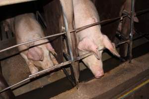 Sow stalls at Strathvean Piggery NSW - Australian pig farming - Captured at Strathvean Piggery, Tarcutta NSW Australia.