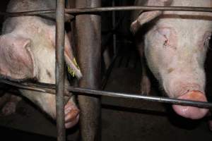 Sow stalls at Strathvean Piggery NSW - Australian pig farming - Captured at Strathvean Piggery, Tarcutta NSW Australia.