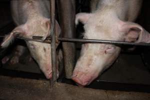 Sow stalls at Strathvean Piggery NSW - Australian pig farming - Captured at Strathvean Piggery, Tarcutta NSW Australia.