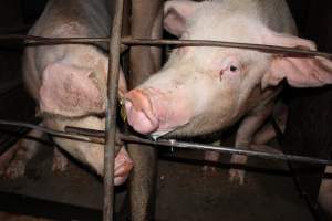 Sow stalls at Strathvean Piggery NSW - Australian pig farming - Captured at Strathvean Piggery, Tarcutta NSW Australia.