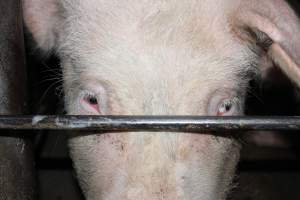 Sow stalls at Strathvean Piggery NSW - Australian pig farming - Captured at Strathvean Piggery, Tarcutta NSW Australia.