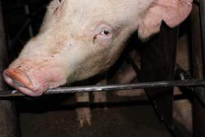 Sow stalls at Strathvean Piggery NSW - Australian pig farming - Captured at Strathvean Piggery, Tarcutta NSW Australia.