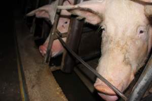 Sow stalls at Strathvean Piggery NSW - Australian pig farming - Captured at Strathvean Piggery, Tarcutta NSW Australia.