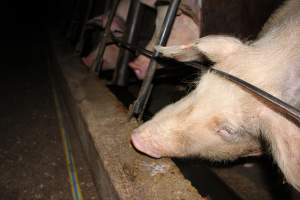 Sow stalls at Strathvean Piggery NSW - Australian pig farming - Captured at Strathvean Piggery, Tarcutta NSW Australia.