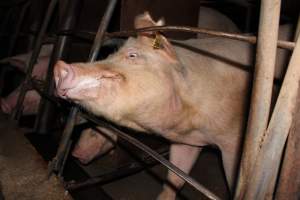 Sow stalls at Strathvean Piggery NSW - Australian pig farming - Captured at Strathvean Piggery, Tarcutta NSW Australia.