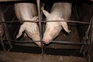 Sow stalls at Strathvean Piggery NSW - Australian pig farming - Captured at Strathvean Piggery, Tarcutta NSW Australia.