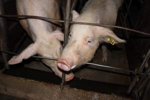 Sow stalls at Strathvean Piggery NSW - Australian pig farming - Captured at Strathvean Piggery, Tarcutta NSW Australia.