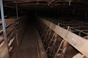 Sow stall shed - Australian pig farming - Captured at Strathvean Piggery, Tarcutta NSW Australia.