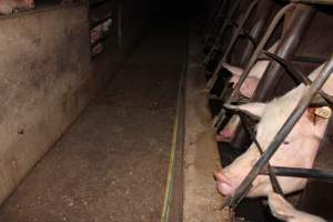 Sow stalls at Strathvean Piggery NSW - Australian pig farming - Captured at Strathvean Piggery, Tarcutta NSW Australia.