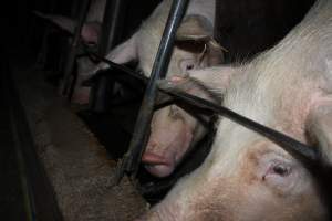 Sow stalls at Strathvean Piggery NSW - Australian pig farming - Captured at Strathvean Piggery, Tarcutta NSW Australia.