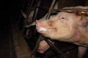 Sow stalls at Strathvean Piggery NSW - Australian pig farming - Captured at Strathvean Piggery, Tarcutta NSW Australia.