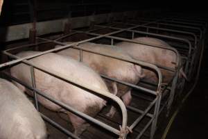 Sow stalls at Strathvean Piggery NSW - Australian pig farming - Captured at Strathvean Piggery, Tarcutta NSW Australia.