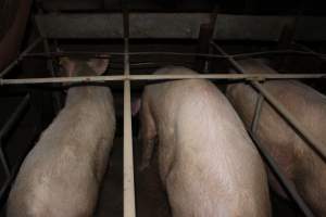 Sow stalls at Strathvean Piggery NSW - Australian pig farming - Captured at Strathvean Piggery, Tarcutta NSW Australia.