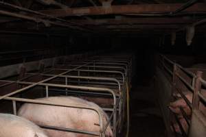 Sow stall shed - Australian pig farming - Captured at Strathvean Piggery, Tarcutta NSW Australia.