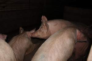 Group sow housing - Australian pig farming - Captured at Strathvean Piggery, Tarcutta NSW Australia.