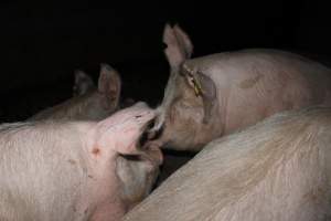 Group sow housing - Australian pig farming - Captured at Strathvean Piggery, Tarcutta NSW Australia.