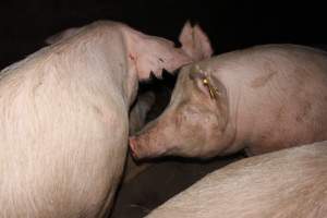 Group sow housing - Australian pig farming - Captured at Strathvean Piggery, Tarcutta NSW Australia.