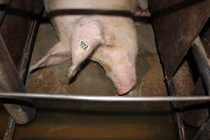 Sow stalls at Strathvean Piggery NSW - Australian pig farming - Captured at Strathvean Piggery, Tarcutta NSW Australia.