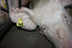 Sow stalls at Strathvean Piggery NSW - Australian pig farming - Captured at Strathvean Piggery, Tarcutta NSW Australia.