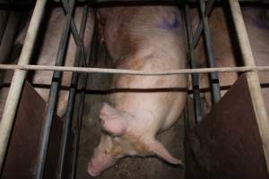 Sow stalls at Strathvean Piggery NSW - Australian pig farming - Captured at Strathvean Piggery, Tarcutta NSW Australia.