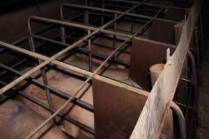 Sow stalls at Strathvean Piggery NSW - Australian pig farming - Captured at Strathvean Piggery, Tarcutta NSW Australia.