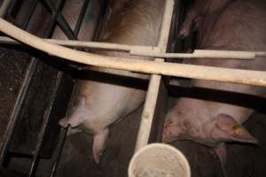 Sow stalls at Strathvean Piggery NSW - Australian pig farming - Captured at Strathvean Piggery, Tarcutta NSW Australia.