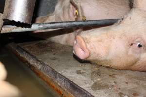 Sow stalls at Strathvean Piggery NSW - Australian pig farming - Captured at Strathvean Piggery, Tarcutta NSW Australia.