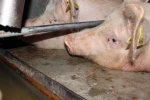 Sow stalls at Strathvean Piggery NSW - Australian pig farming - Captured at Strathvean Piggery, Tarcutta NSW Australia.