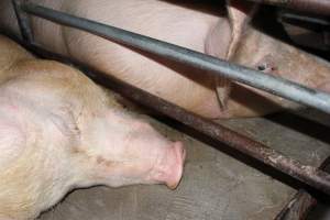 Sow stalls at Strathvean Piggery NSW - Australian pig farming - Captured at Strathvean Piggery, Tarcutta NSW Australia.