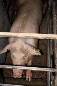 Sow stalls at Strathvean Piggery NSW - Australian pig farming - Captured at Strathvean Piggery, Tarcutta NSW Australia.