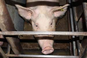 Face of sow in sow stall - Australian pig farming - Captured at Strathvean Piggery, Tarcutta NSW Australia.