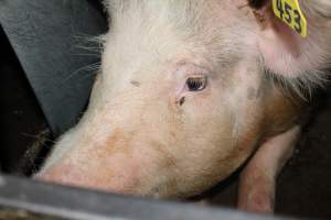 Face of sow in sow stall - Australian pig farming - Captured at Strathvean Piggery, Tarcutta NSW Australia.