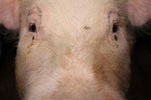 Face of sow in sow stall - Australian pig farming - Captured at Strathvean Piggery, Tarcutta NSW Australia.
