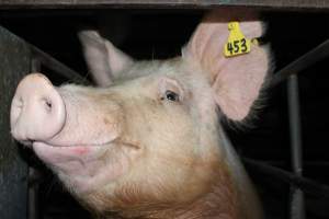 Face of sow in sow stall - Australian pig farming - Captured at Strathvean Piggery, Tarcutta NSW Australia.